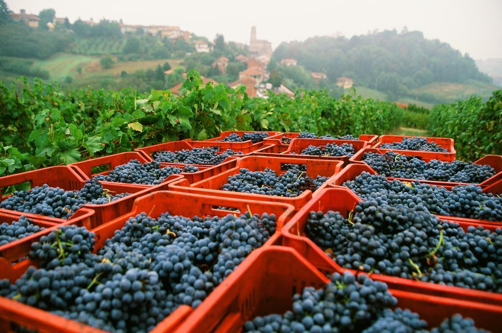 Marchesi Alfieri - Cantine E Ospitalita San Martino Alfieri Екстериор снимка