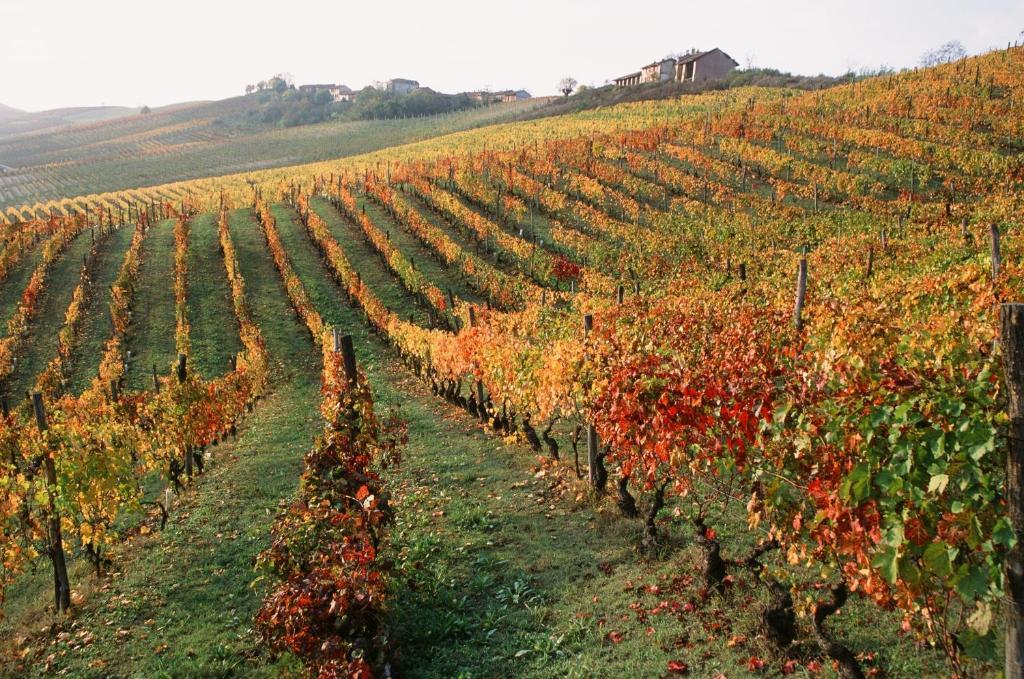 Marchesi Alfieri - Cantine E Ospitalita San Martino Alfieri Екстериор снимка